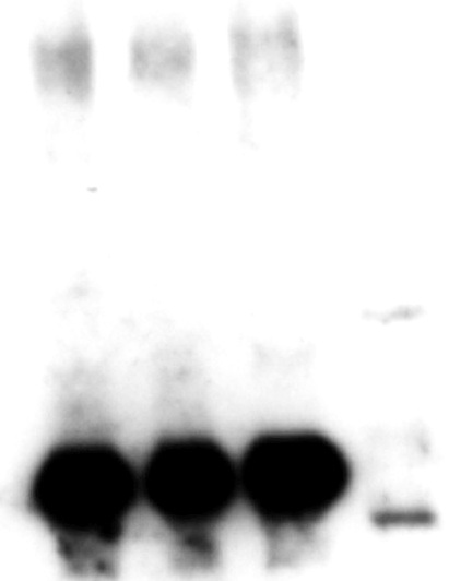 western blot using anti-Lhcb6 antibodies